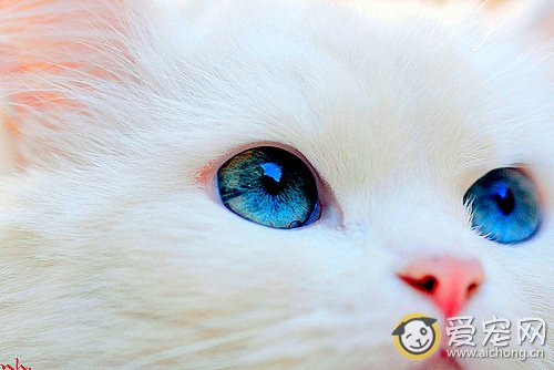 如何检查猫的眼睛是否健康